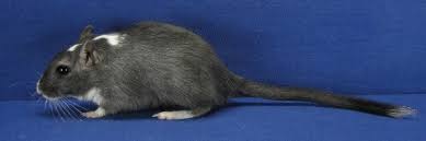 Gerbil - #32007