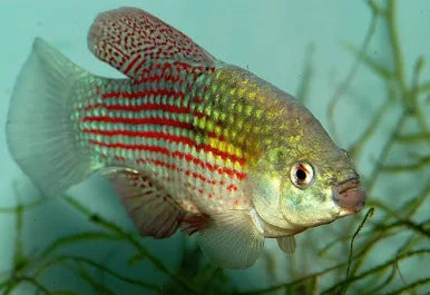 Flagfish Assorted - #31263