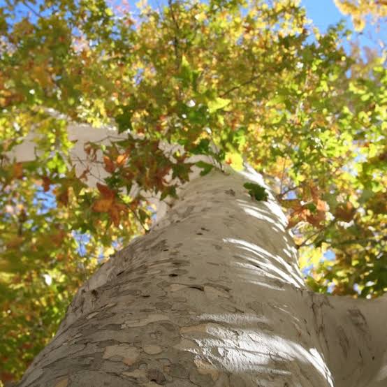 Arizona Sycamore - 15 Gallon - #6374