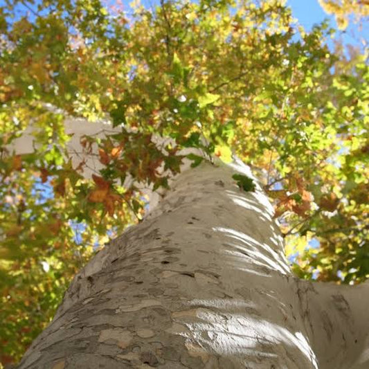 Arizona Sycamore - 25 Gallon