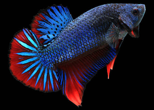 Super Giant Shortfin Halfmoon Betta - Male - #33135
