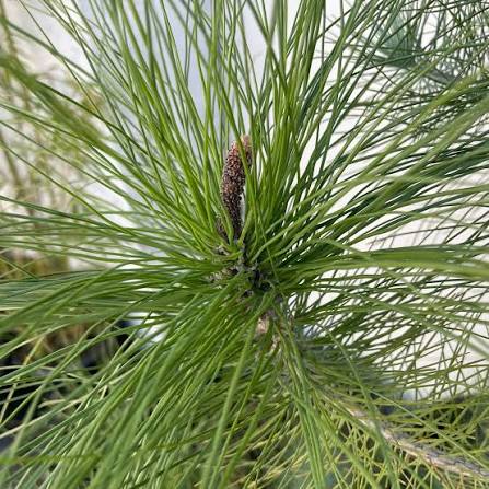 Canary Island Pine - 24" Bag - #30264