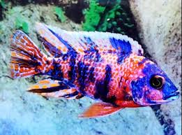 Assorted African and American Cichlids