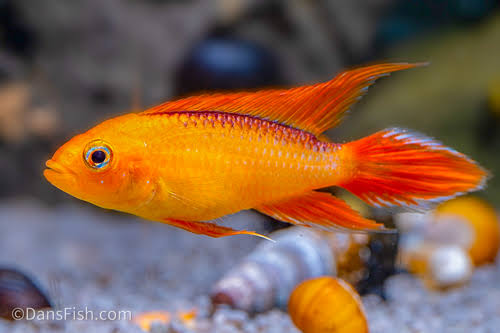 Agassizzi's Dwarf Cichlid - Assorted Apisto - #33303