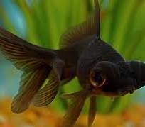 Fancy Goldfish - #28177
