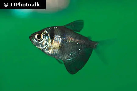 Black Skirt Tetra Fish - #