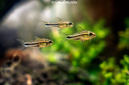 Assorted Pygmy Corydora Fish - #32814