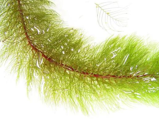Assorted Aquatic Plants