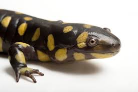 Salamander Eastern Tiger - #31731