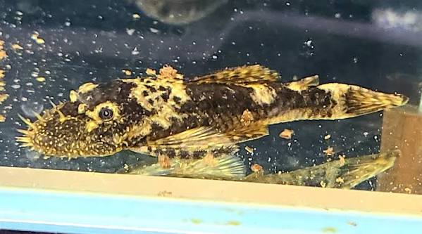 Assorted Plecostomus