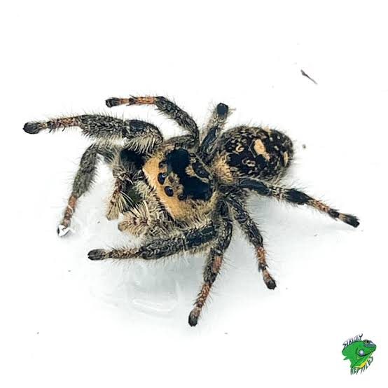 Regal Jumping Spider