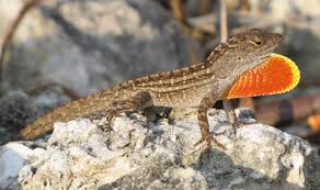 Anole Green/Brown - Feeder Lizards - #30692