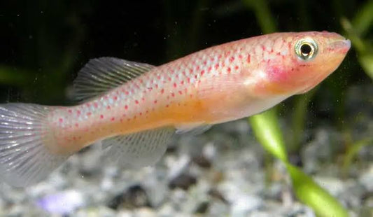 Steel Blue Killifish - #33302