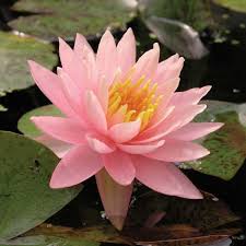 Hardy Water Lily (Nymphaea) – Packaged Rhizome/Bulb - Pink/Red/White/Yellow - #32268