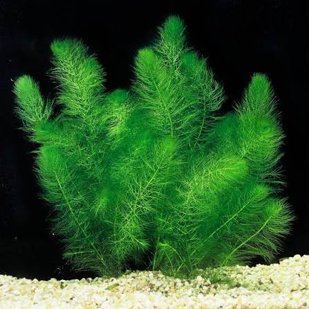 Assorted Aquatic Plants