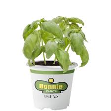 4.5" Bonnie Veggies and Fruits - #32059