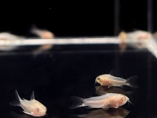 Assorted Pygmy Corydora Fish - #32814