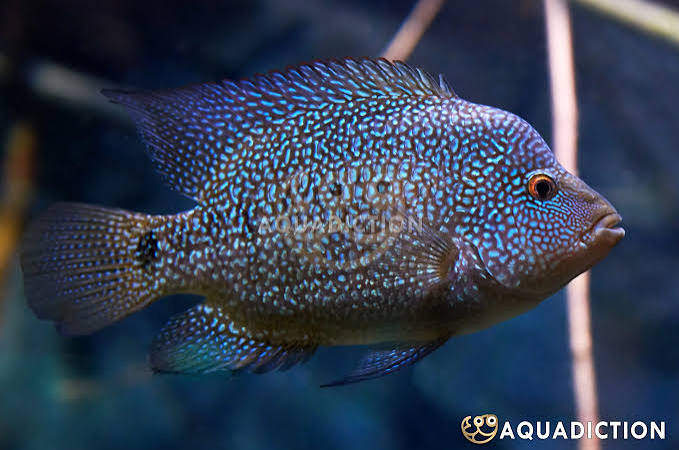 Electric Blue Texas Cichlid Fish - #