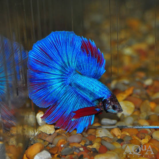 Halfmoon Betta - Male - #32975