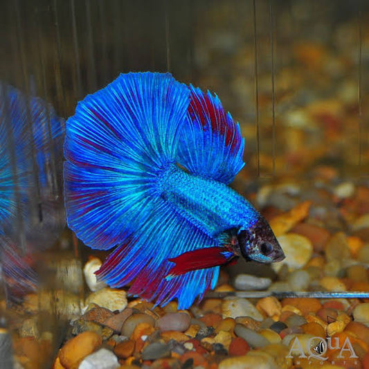 Halfmoon Betta - Male - #32975