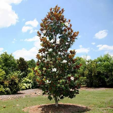 Little Gem Magnolia - 35 Gallon Squat