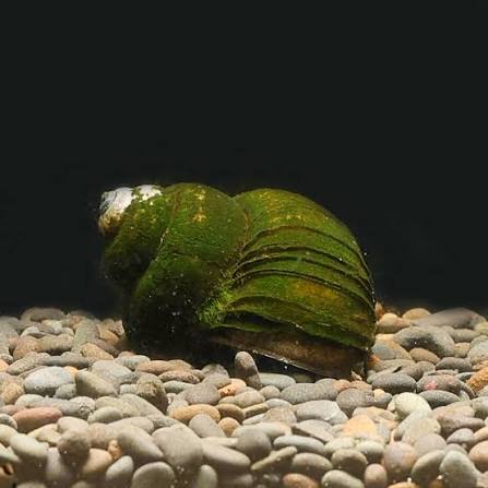 Japanese Trapdoor Snail
