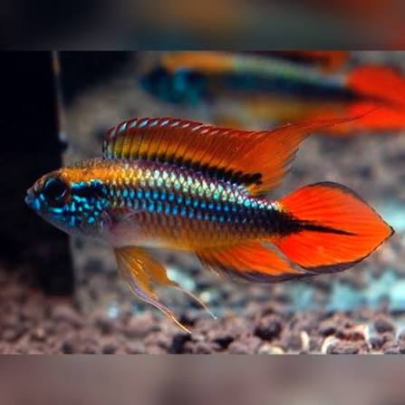 Agassizzi's Dwarf Cichlid - Assorted Apisto - #33303