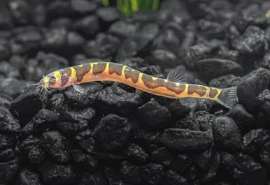 Kuhli Loach Assorted - #32719