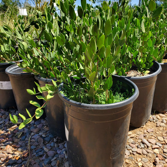 Jojoba - 5 Gallon - #173