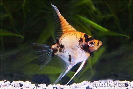 Angelfish