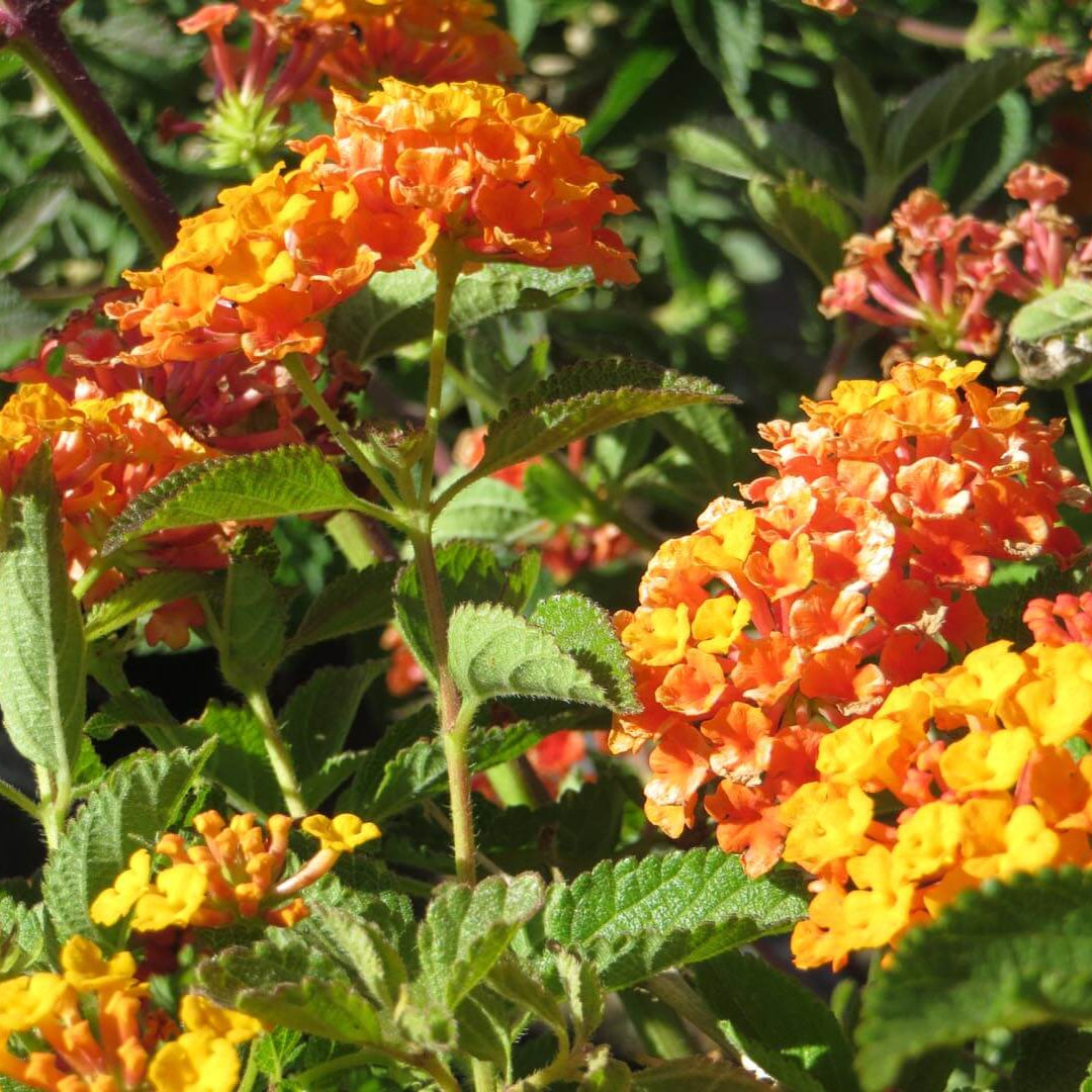 Lantana 'Spreading Orange' - 1 Gallon - #27943