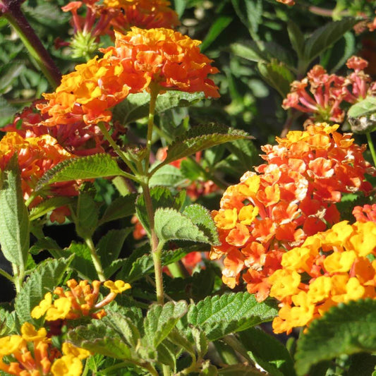 Lantana 'Spreading Orange' - 1 Gallon - #27943