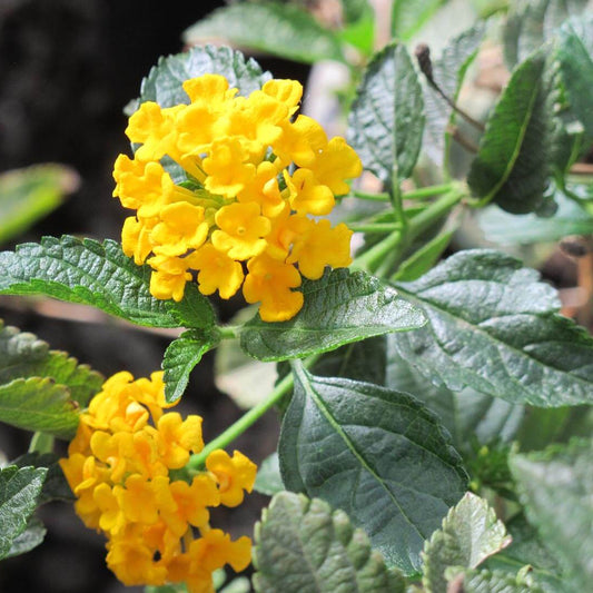 Spreading Yellow Lantana - 1 Gallon - #1406