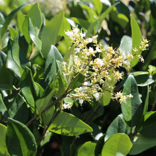 Japanese Privet Shrub - 5 Gallon - #8946