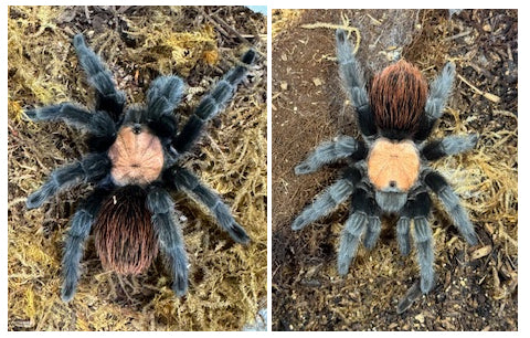 Mexican Golden Red Rump Tarantula