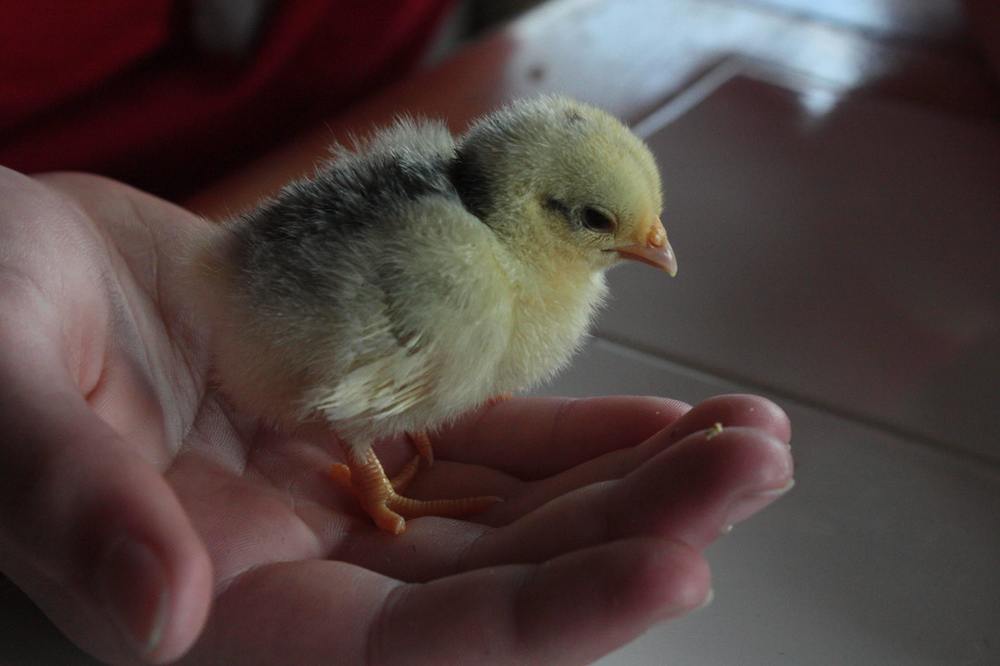 Chick Surprise / Mystery - One Day Old - #29983