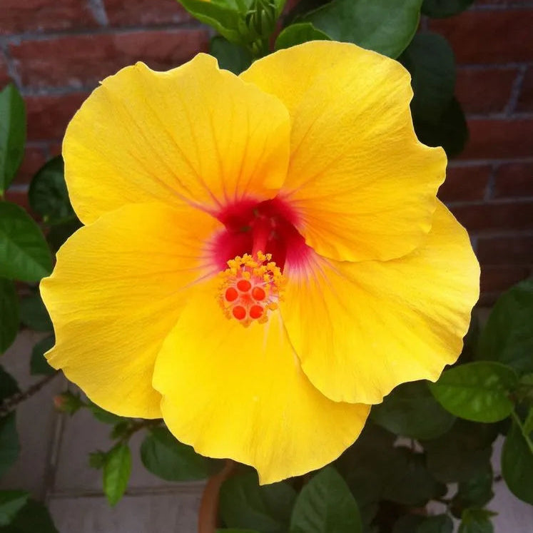 Hibiscus 'Yellow' - 1 Gallon - #31244