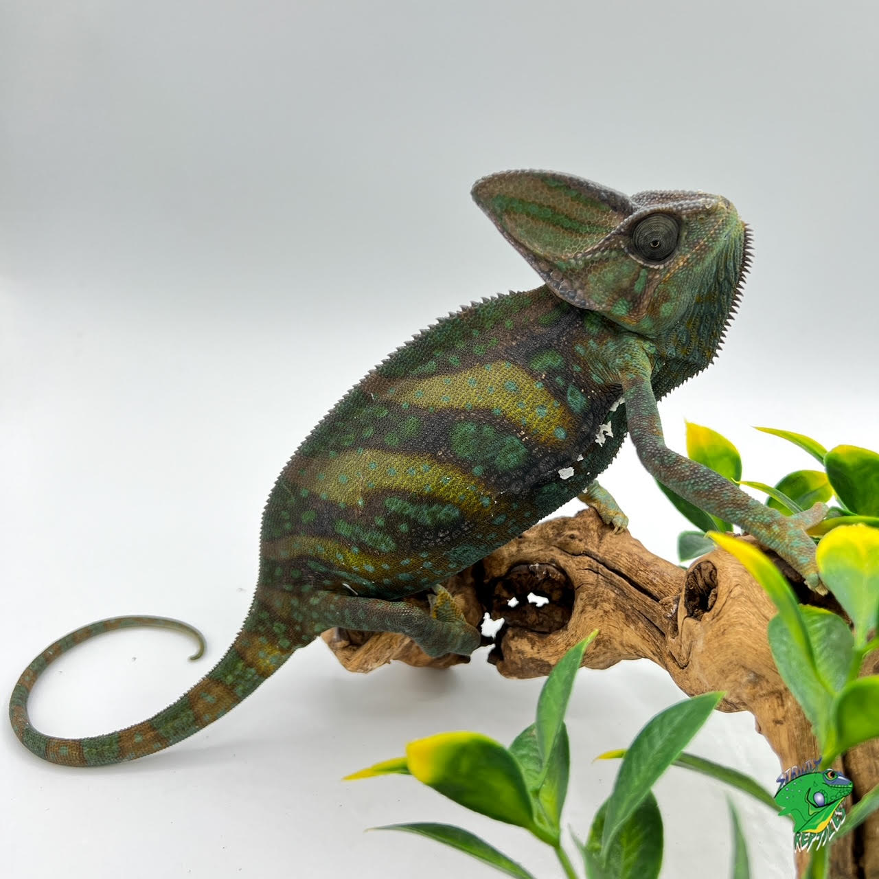 Veiled Chameleon - Juvenile - #28901