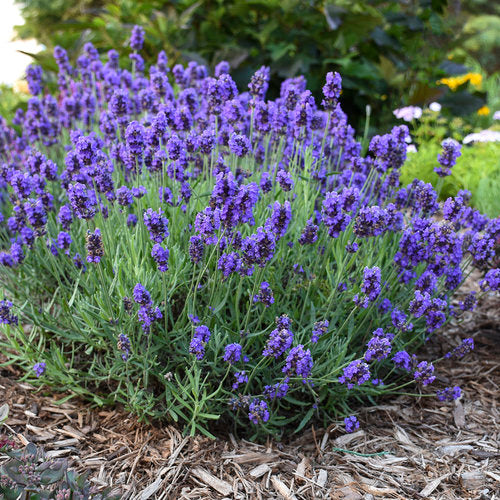 Sweet Lavender - 5 Gallon - #30123