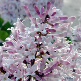 Miss Kim Lilac - 2 Gallon - #32826