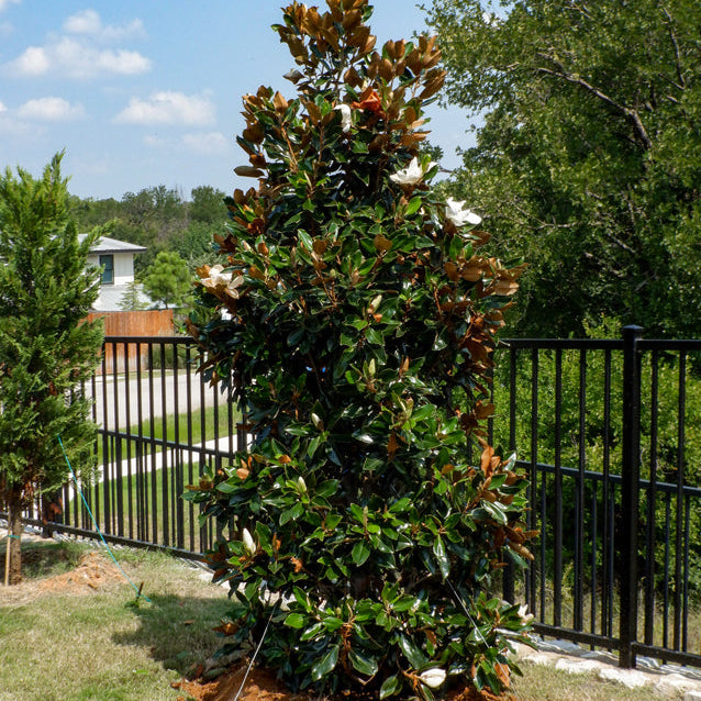 Magnolia 'Little Gem' - 21" Grow Bag - #28397