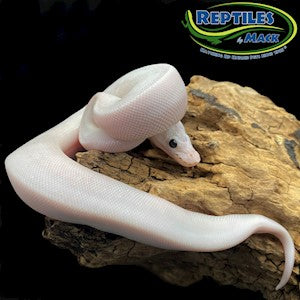 Ivory Champagne Ball Python - Champagne Yellow Belly Yellow Belly - Juvenile - #32750