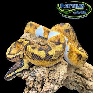 Enchi Piebald Ball Python - Low White - Juvenile - #32729