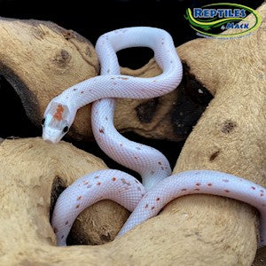 Corn Snake