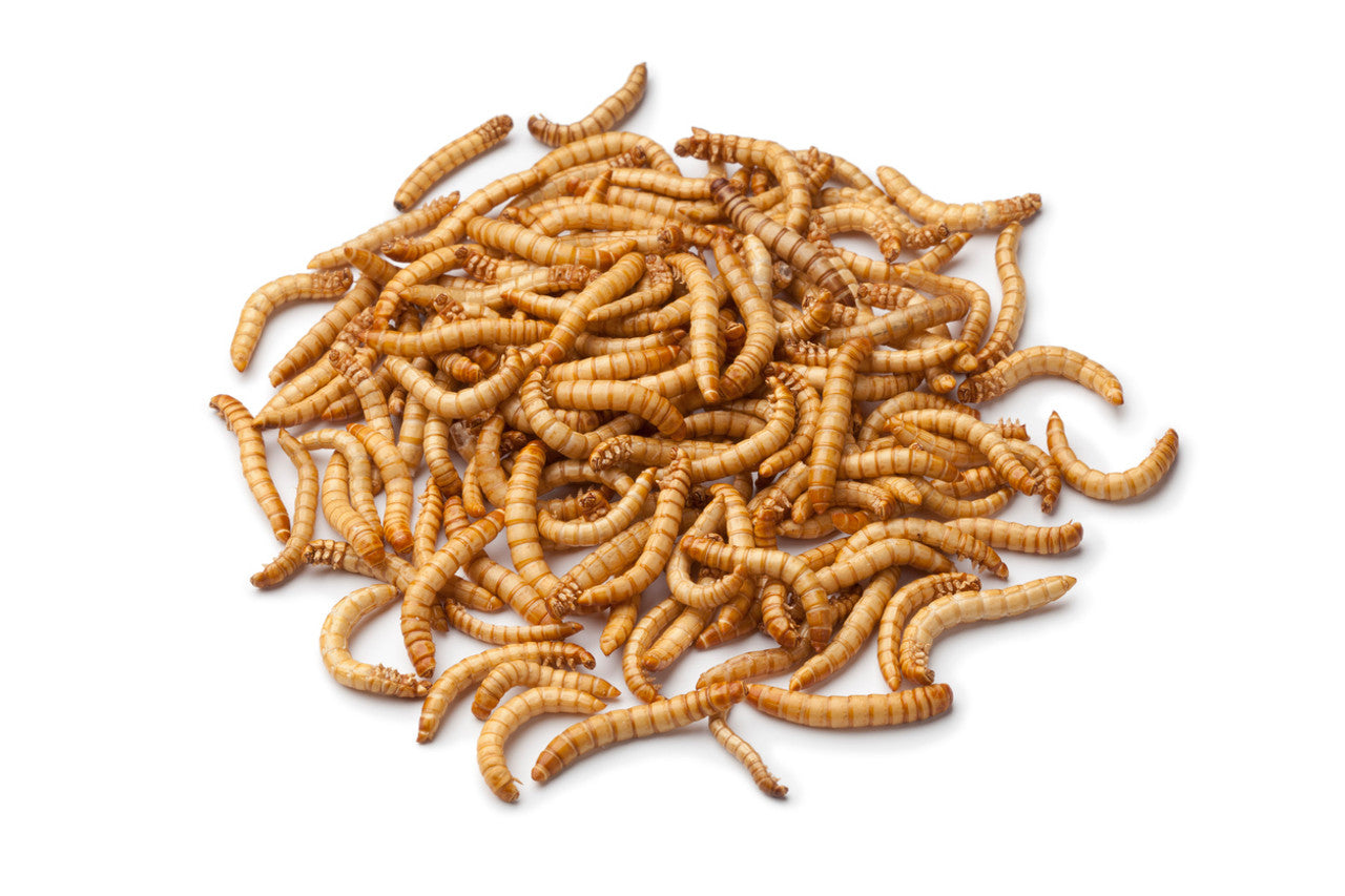 Live Mealworms