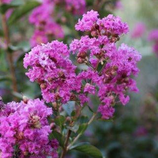Zuni Crape Myrtle MLT - 15 Gallon - #31602