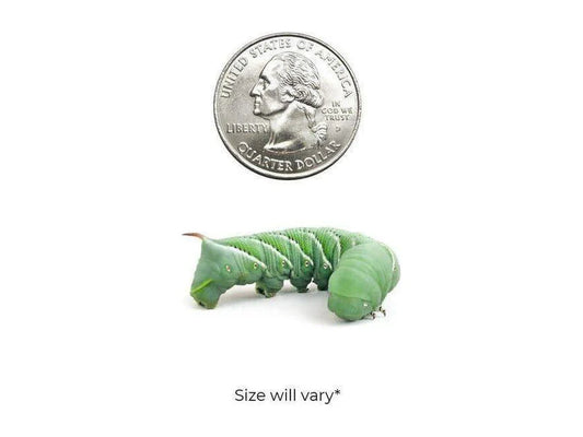 Hornworms 12 Count - Medium - Mixed - #28334
