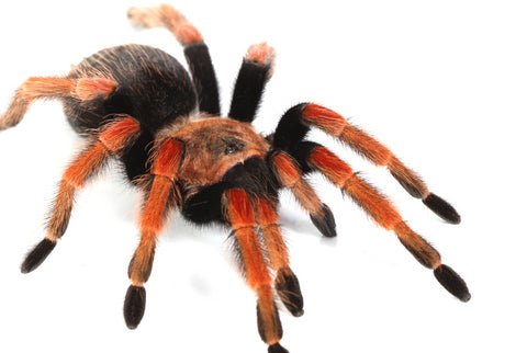 Mexican Fire Leg Tarantula - #30398