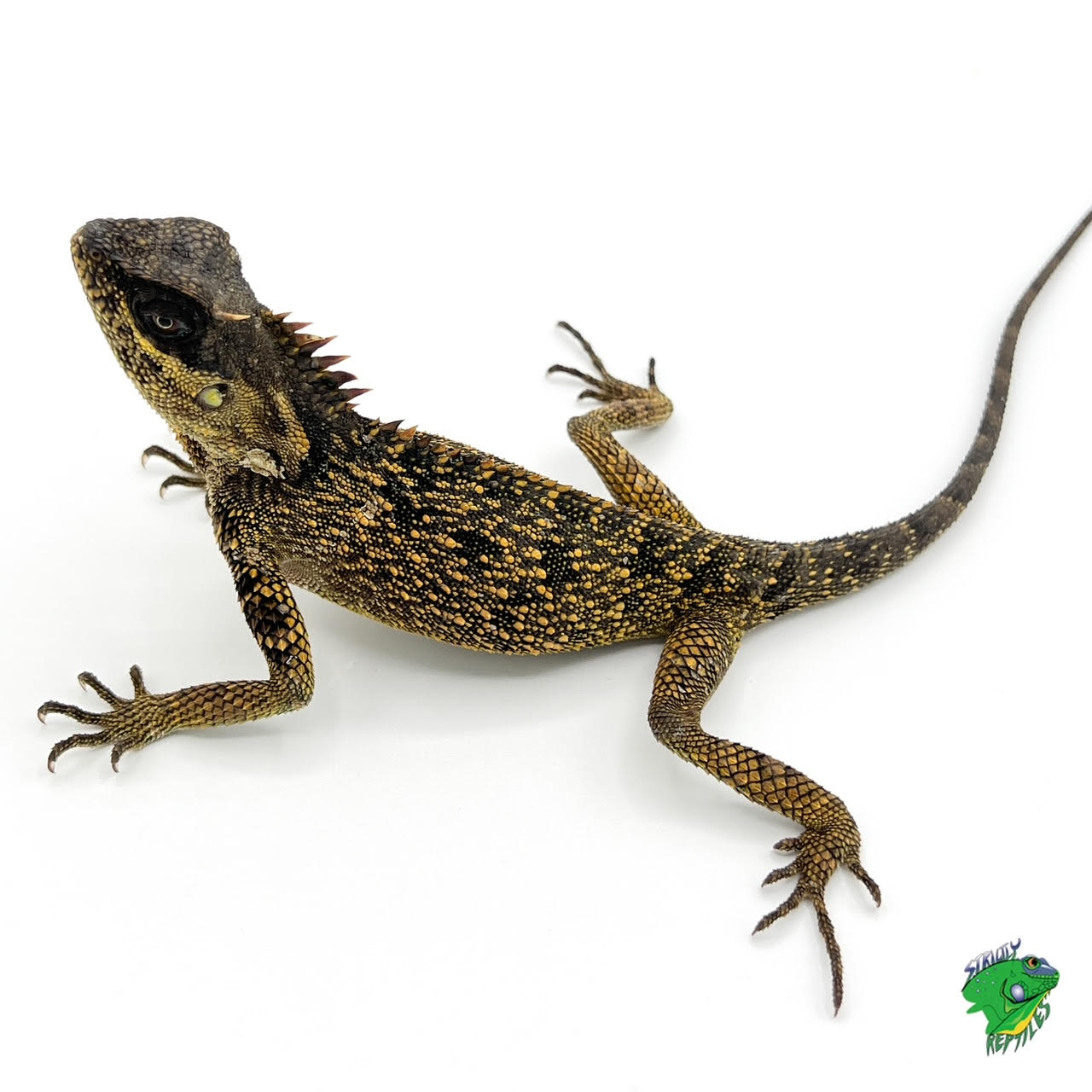 Lizard Mountain Horned - Juvenile - #28850