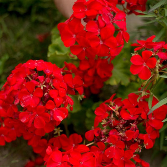 Assorted Geranium Flowers - Annuals - 1 Gallon - #732